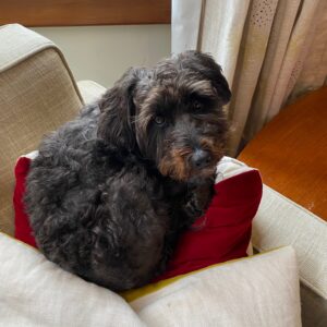 Dog on couch
