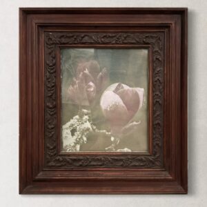 Magnolia