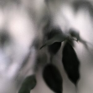 Weeping Fig #6