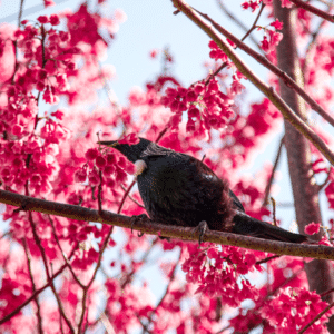 Tui