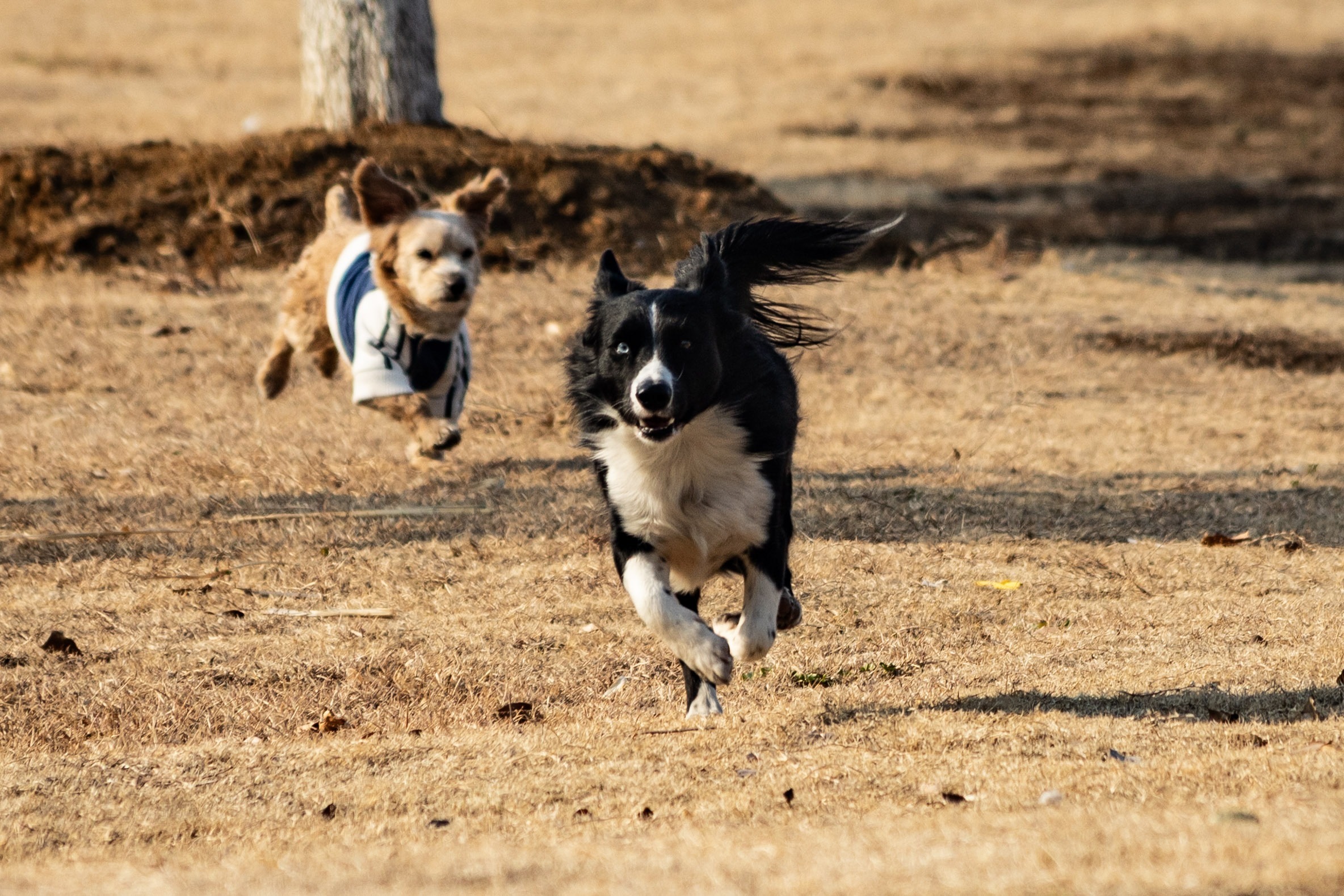 The dogs come racing toward you