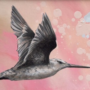 Godwit
