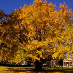 Yellow Tree